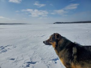 Dog starring out at snowy landscape